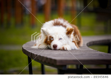 Red white laika dog outdoors. Red white laika dog outdoors. 89345646