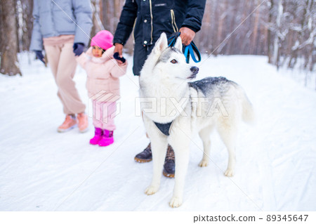 mixed race girl with her lovely siberian pet joy winter weather 89345647