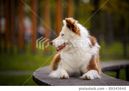 Red white laika dog outdoors. Red white laika dog outdoors. 89345648