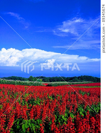 Salvia red and blue sky 89345674