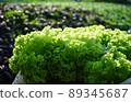 Fresh lettuce with daylight in the farm 89345687