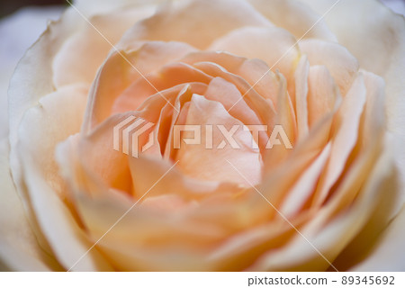 這是橙色玫瑰花的特寫照片 89345692