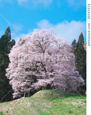 [2021年4月]一棵櫻花樹--秋山的片櫻花樹 89345814