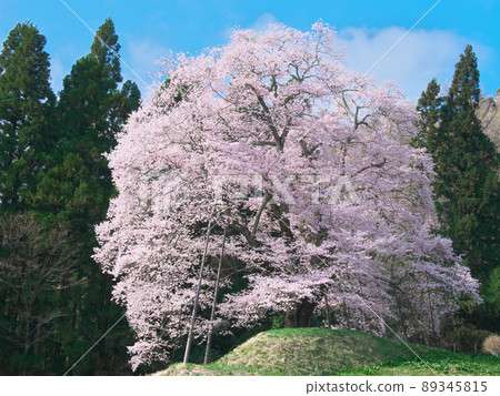 [2021年4月]一棵櫻花樹--秋山的片櫻花樹 89345815