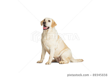 Studio shot of cute dog, cream color Labrador Retriever isolated on white studio background. Concept of motion, action, pet's love, dynamic. 89345838