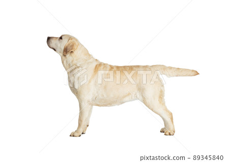 Portrait of adorable Labrador Retriever posing isolated on white studio background. Concept of motion, action, pet's love, dynamic. 89345840