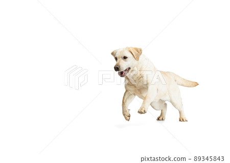 Portrait of beautiful Labrador Retriever dog isolated on white studio background. Looks happy, delighted. Concept of beauty, care, pet's love, dynamic. 89345843