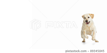 Flyer with portrait of pedigree dog, Labrador Retriever posing isolated on white studio background. Concept of motion, action, pet's love, dynamic. 89345845