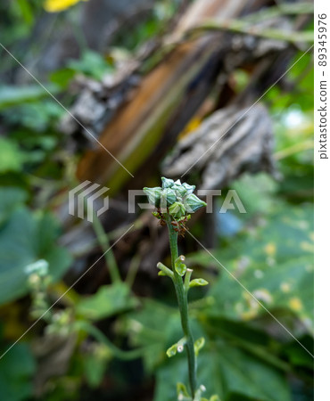 A bouquet of green zucchini, not yet blooming 89345976