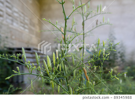 The phlox paniculata, when it grows 89345988