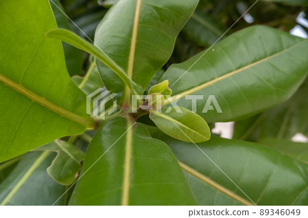 calophyllum inophyllum, found along the beach is a large tree calophyllum inophyllum, found along the beach is a large tree 89346049