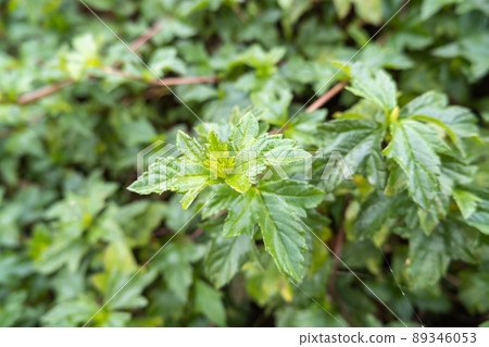 Green trees are like grass, planted for decoration 89346053