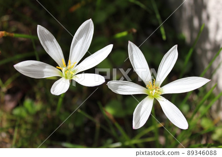 Zephyrlily ~ West Wind White Flower ~ ... Autumn zephyrlily ... Zephyrlily ~ West Wind White Flower ~ ... Autumn zephyrlily ... 89346088
