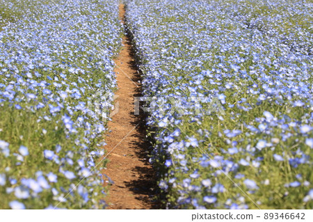 Nemophila Nemophila 89346642