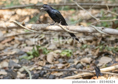 Image of Greater Racquet-tailed Drongo ( Dicrurus paradiseus) on the tree branch on nature background. Bird. Animals. Image of Greater Racquet-tailed Drongo ( Dicrurus paradiseus) on the tree branch on nature background. Bird. Animals. 89346924