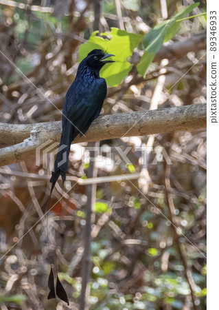 Image of Greater Racquet-tailed Drongo ( Dicrurus paradiseus) on the tree branch on nature background. Bird. Animals. Image of Greater Racquet-tailed Drongo ( Dicrurus paradiseus) on the tree branch on nature background. Bird. Animals. 89346933