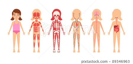 Girl Skeleton, Internal Organs, Circulatory, Muscular, Digestive and Nervous Anatomy Systems. Anatomical Structures Girl Skeleton, Internal Organs, Circulatory, Muscular, Digestive and Nervous Anatomy Systems. Anatomical Structures 89346963