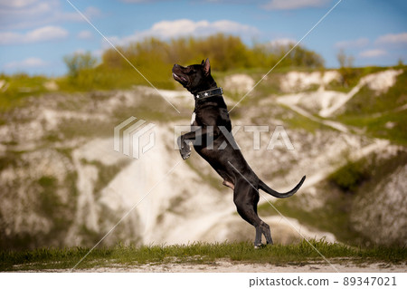 Black American Pit Bull Terrier outdoors Black American Pit Bull Terrier outdoors 89347021
