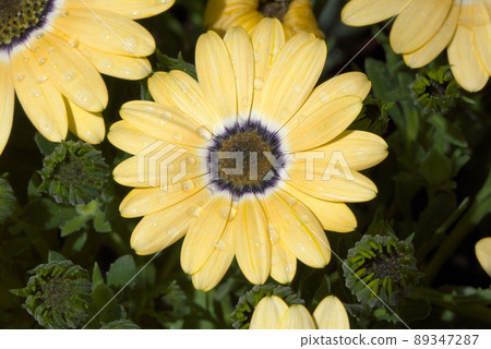 Osteospermum yellow 89347287