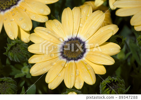Osteospermum yellow 89347288