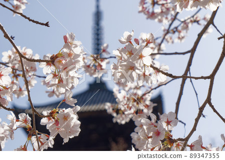 Five-storied pagoda of Ninna-ji Temple and cherry blossoms in full bloom Five-storied pagoda of Ninna-ji Temple and cherry blossoms in full bloom 89347355