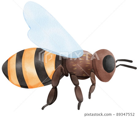 Honey set with jar, barrel, bees, honeycombs, buckwheat flowers. Isolate. watercolor illustration. Honey set with jar, barrel, bees, honeycombs, buckwheat flowers. Isolate. watercolor illustration. 89347552