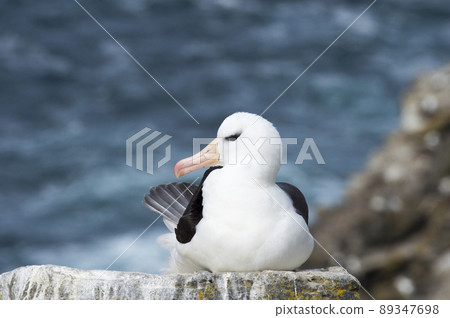 Black browed albatross Saunders Island Black browed albatross Saunders Island 89347698