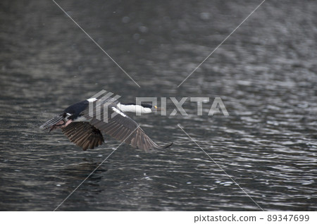 Antarctic Shag flying on top of water Antarctic Shag flying on top of water 89347699