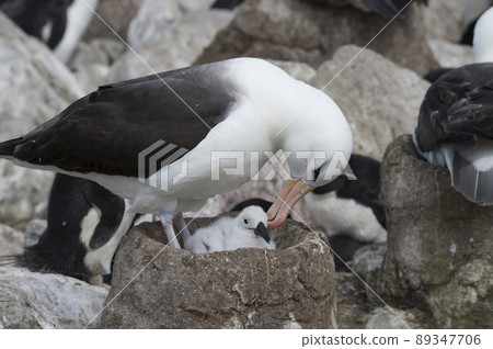 Black browed albatross Saunders Island on the nest. 89347706