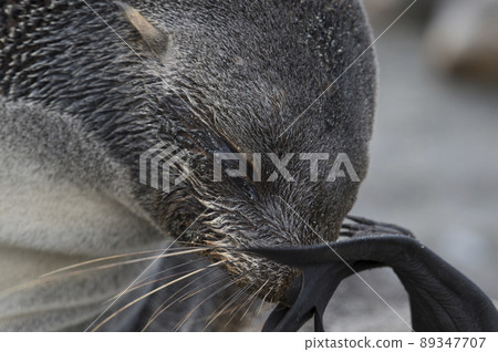 Antarctic fur seal pup close up in grass 89347707