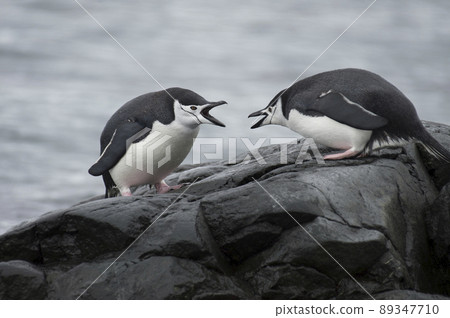 Two Chinstrap Penguins in Antarctica 89347710