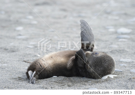 Antarctic fur seal pup close up in grass Antarctic fur seal pup close up in grass 89347713