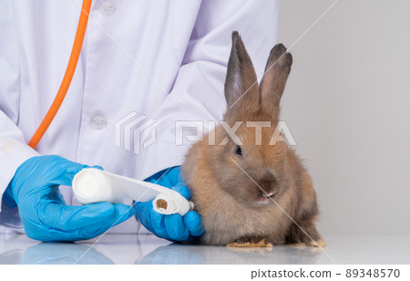 Veterinarians Using a bandage Wrap around the fluffy rabbit broken leg to welt the leg. Concept of animal healthcare with a professional in an animal hospital Veterinarians Using a bandage Wrap around the fluffy rabbit broken leg to welt the leg. Concept of animal healthcare with a professional in an animal hospital 89348570