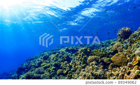 Diving coral field Diving coral field 89349062