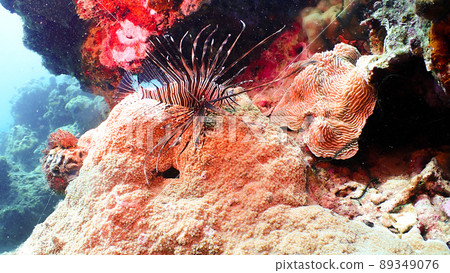 Diving red lionfish 89349076