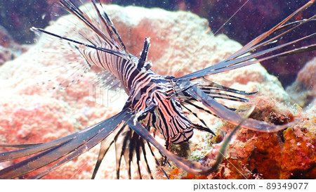 Diving red lionfish 89349077