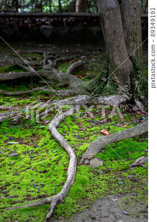 Honen-in, tree roots and moss ground Honen-in, tree roots and moss ground 89349191
