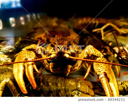 close up. crayfish behind the glass aquarium close up. crayfish behind the glass aquarium 89349231