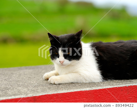 Black and white bee cat stock photos Black and white bee cat stock photos 89349422