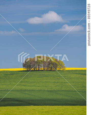 Springtime view of green fields, trees and yellow rapeseed, Avebury, Wiltshire Springtime view of green fields, trees and yellow rapeseed, Avebury, Wiltshire 89349728