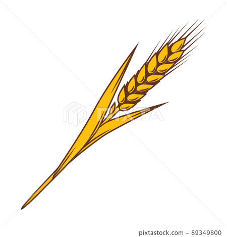 Illustration of wheat. Agricultural image with natural ear of barley or rye. 89349800