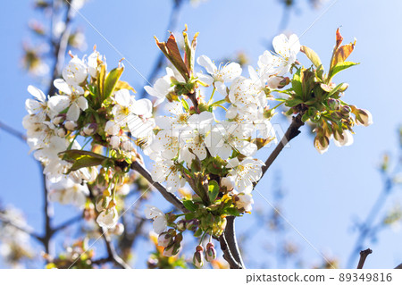 Spring nature background with white cherry blossom 89349816