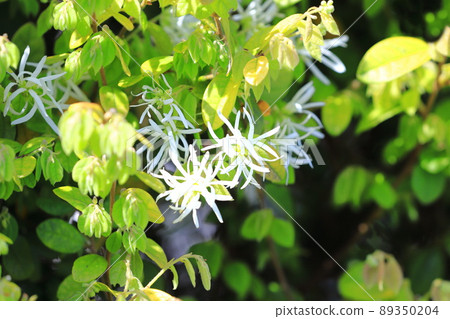 Tokiwa Mansaku flowers Tokiwa Mansaku flowers 89350204