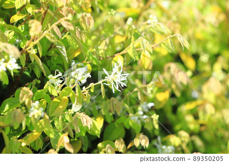 常盤萬作花 89350205