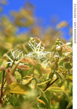 Tokiwa Mansaku flowers Tokiwa Mansaku flowers 89350212
