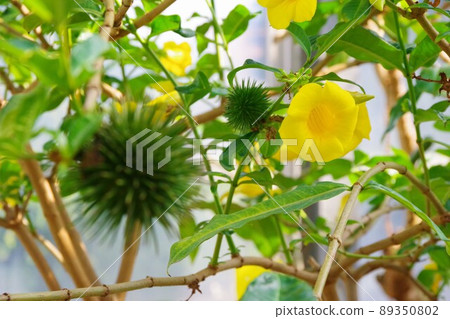 Fly Ariake Kazura 89350802