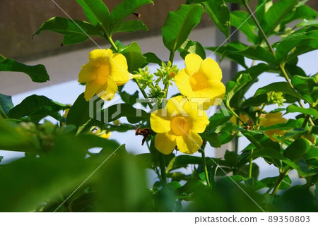 Fly Ariake Kazura 89350803