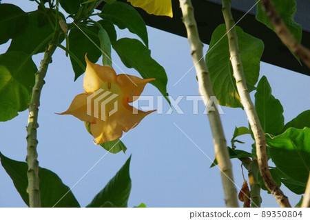 Flower morning glory 89350804