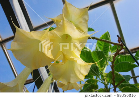 Flower morning glory Flower morning glory 89350810