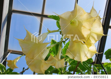 Flower morning glory Flower morning glory 89350811
